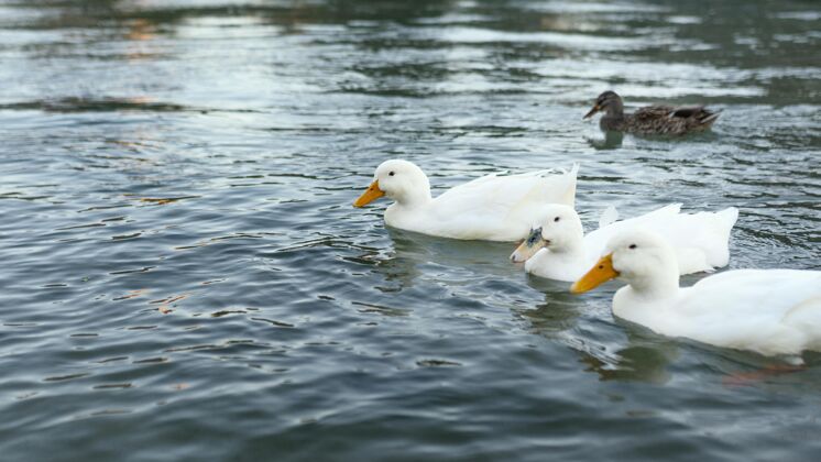 鸭子野鸭漂浮在水面上鸟户外野生动物