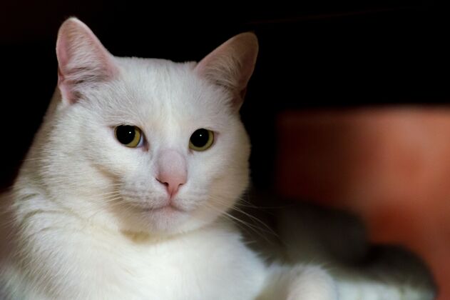微笑一只漂亮的白猫坐在树荫下 绿眼睛的特写镜头有趣家庭收集