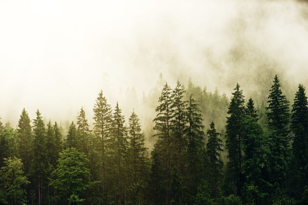 冷杉绿油油的松树被浓雾笼罩植物雾针叶树