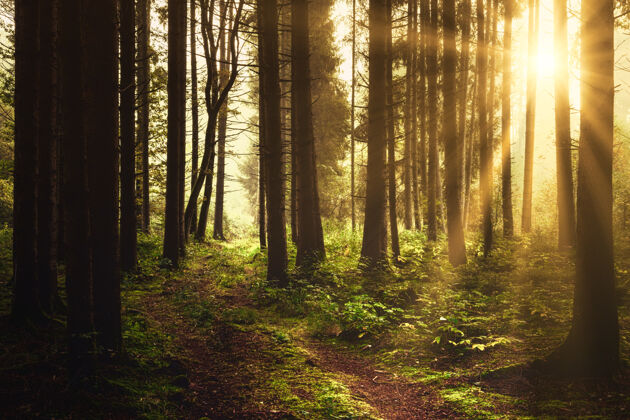 森林白天森林里有棕色的树土地阳光树