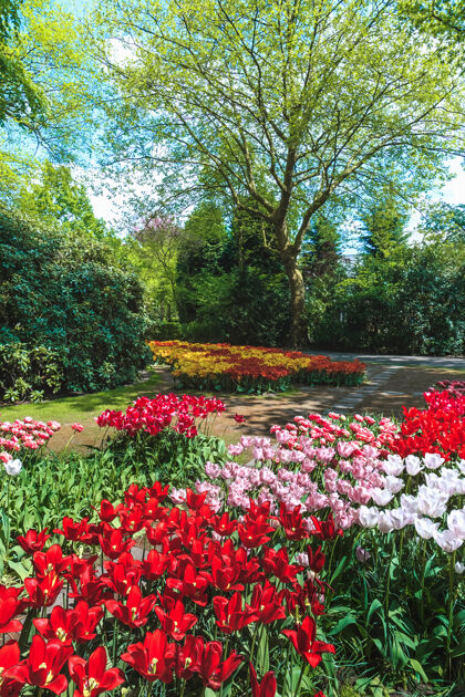 花园郁金香领域在基恩霍夫花园 利斯 荷兰花卉植物春天