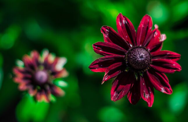 开花一个美丽的紫色花瓣黑眼苏珊花在模糊的特写镜头植物自然花
