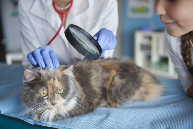 医生检查猫的皮毛状况疾病职业动物医院