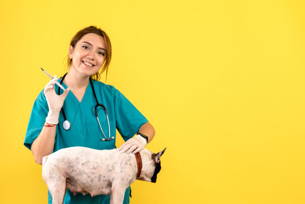 医学女兽医在黄墙上给小狗注射的正面图专业前面护士