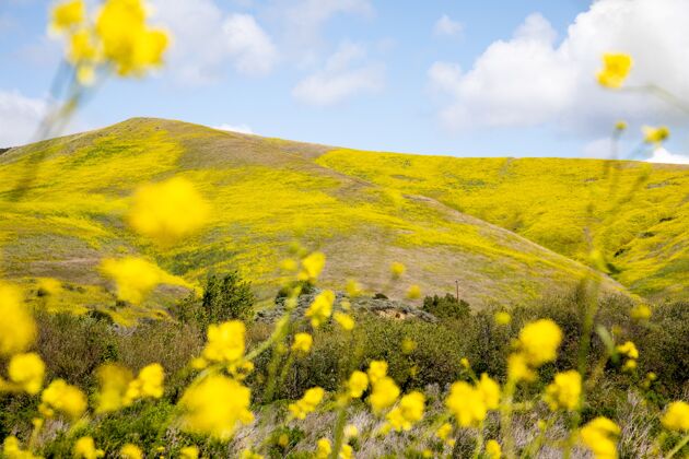 自然美丽的风景花覆盖的山丘在加州中部海岸 加维奥塔 美国绿色黄色户外