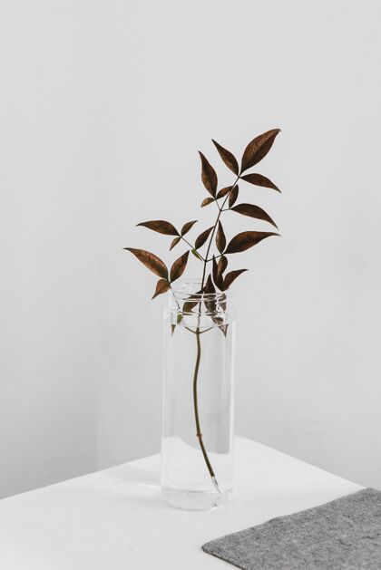 叶子抽象植物在一个高的玻璃简约背景中性