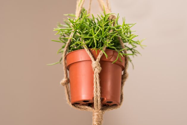装饰特写室内盆栽植物悬挂在天花板与黄麻绳绳子春天传统