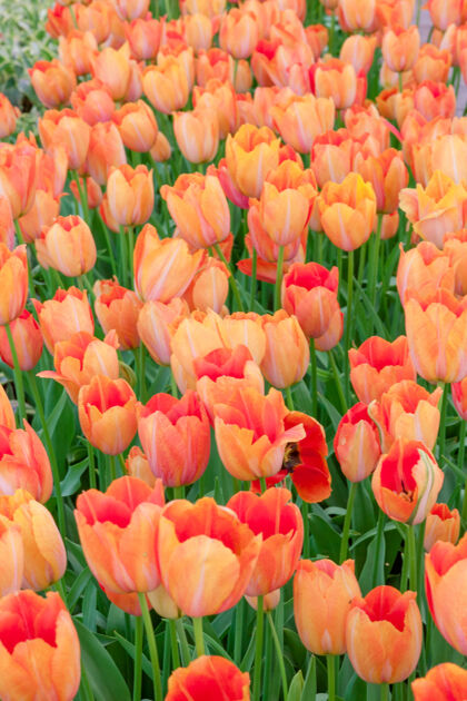植物学荷兰或荷兰的郁金香园自然花卉展示