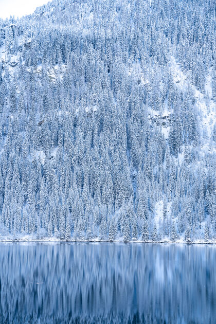 户外阿尔卑斯山上许多树上覆盖着白雪 倒映在湖面上的美丽景色松太阳蓝色