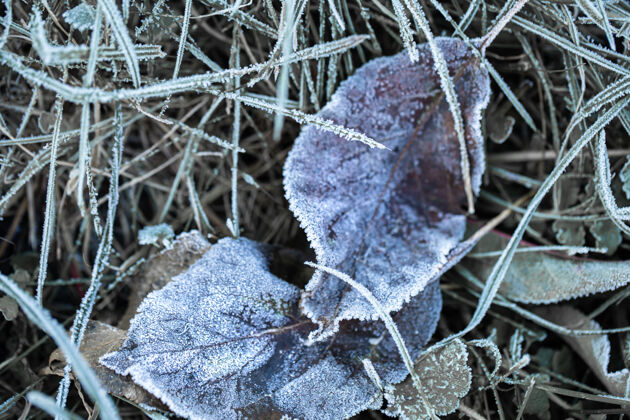 冬天在寒冷的清晨 在初升的太阳的照耀下 草和树叶被晨霜冻住了霜冻干燥寒冷