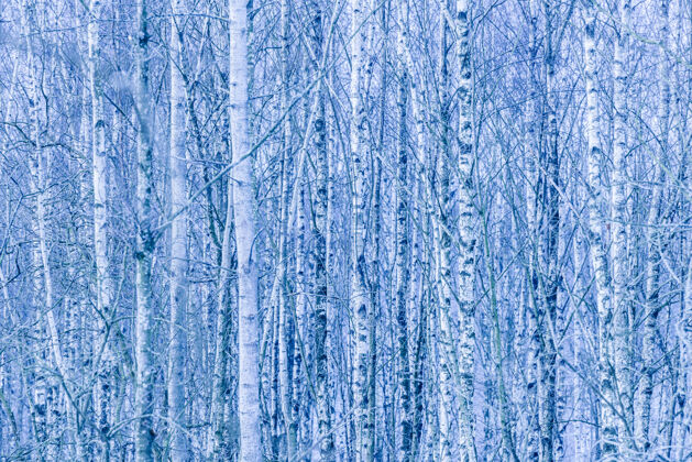 光秃秃的树冬天光秃秃的桦树密林正方形图像欧洲桦树