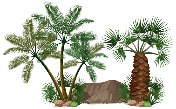 卵石不同的棕榈树与自然元素小路叶树枝