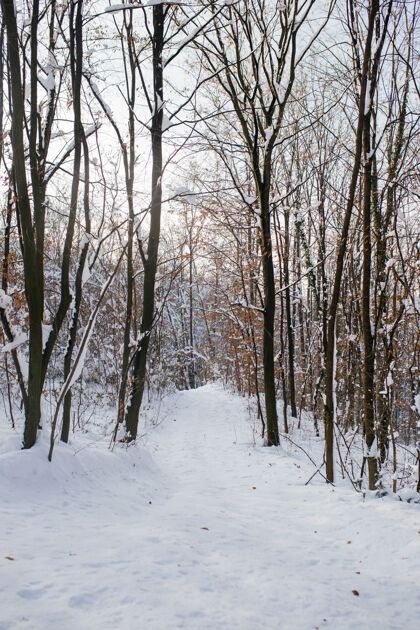 自然一个森林的垂直拍摄在冬季覆盖在雪山上自然降雪垂直