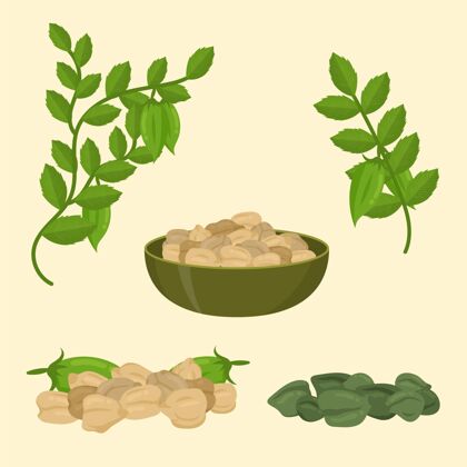 食品鹰嘴豆和植物画美味手工绘制豆类