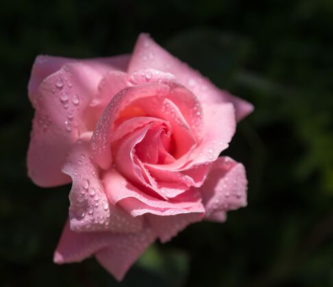 植物学一朵粉红色玫瑰的特写镜头 上面有水滴玫瑰花园滴