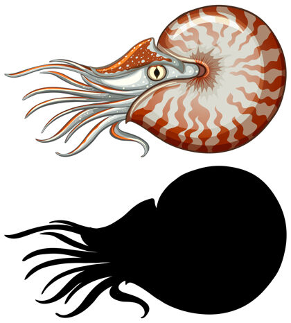 动物一组鹦鹉螺字符和它的剪影在白色卡通剪影可爱