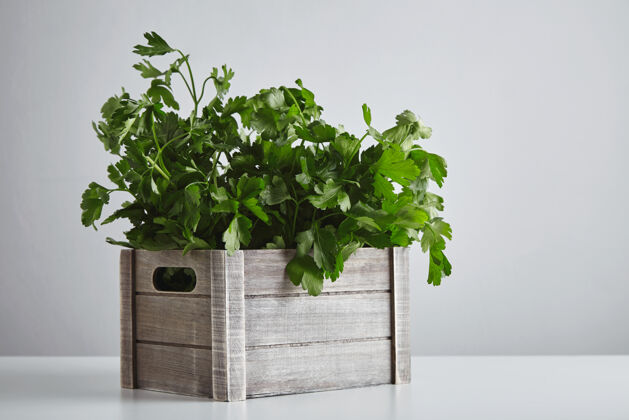 容器木箱与新鲜的绿色欧芹和香菜隔离在白色的桌子边上花园盒子欧芹