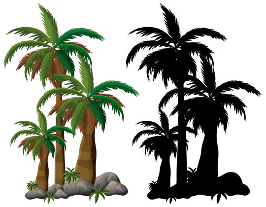 卡通白色背景上的棕榈树和它的轮廓收藏棕榈树