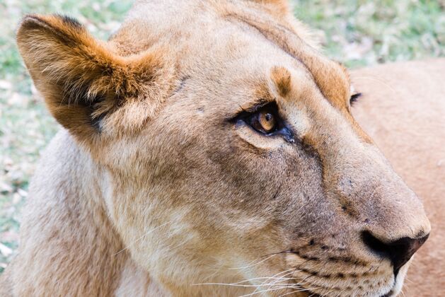 食肉動物母獅貓捕食者動物