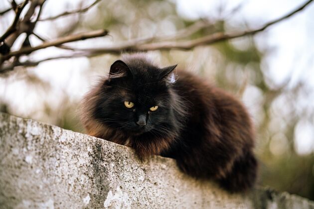 小绿色眼睛和模糊背景的野生黑猫搞笑家养毛茸茸的