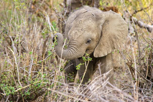 动物一个可爱的小象吃植物的浅焦点拍摄大象非洲非洲