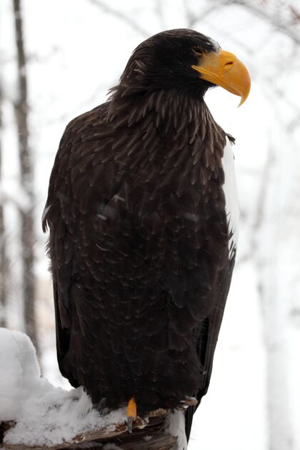 动物园垂直特写一个斯泰勒的海鹰站在木材覆盖在北海道的雪捕食者肖像羽毛