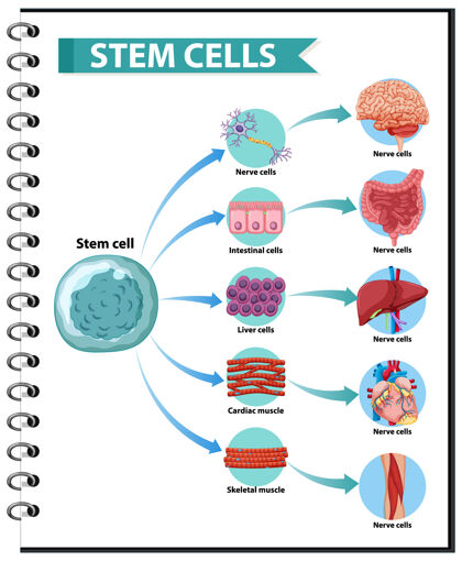 肠道在白色背景上展示人类干细胞的应用成人肌肉干细胞