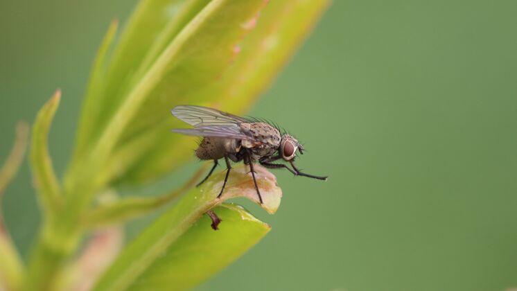苍蝇特写镜头的昆虫苍蝇休息在树叶与模糊的空间植物小传粉者