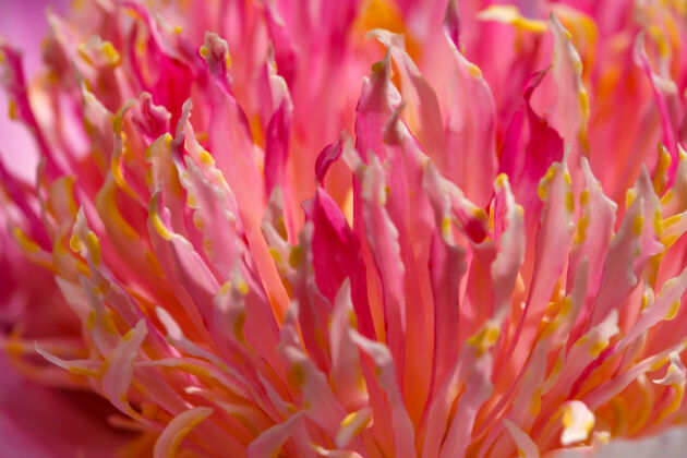 优雅美丽的花卉植物图片盛开牡丹特写宏观摄影幻想生长生动