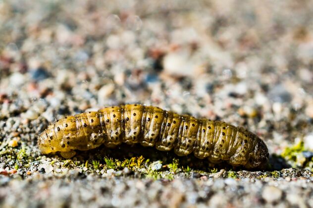 幼虫一只毛毛虫的软焦点和小黑点爬在地上自然长昆虫