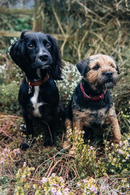 动物一只边境猎犬和一只猎犬坐在干草上的垂直镜头狗拉布拉多棕色