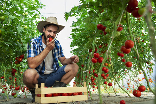 自然农民在温室里咬番茄蔬菜 检查有机食品的质量生产蔬菜栽培