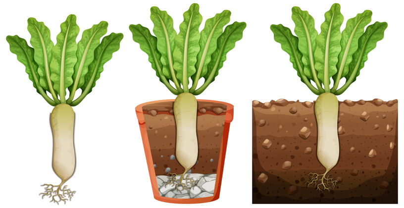 植物一套萝卜植物与根隔离在白色背景上可食用的剪贴画剪贴画