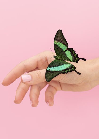 特写近景美丽的蝴蝶在手美丽热带蝴蝶