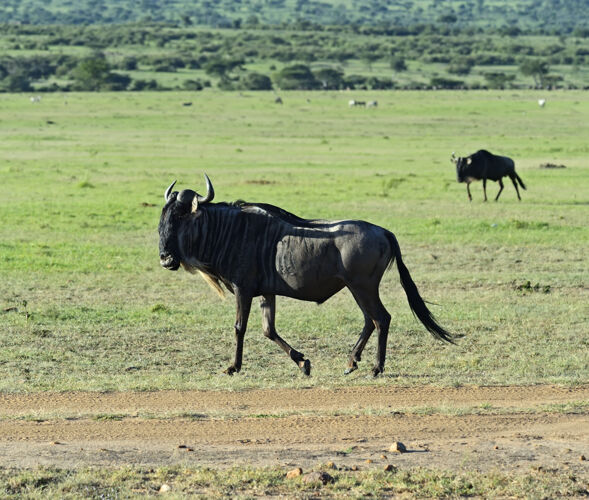 非洲大草原马赛马拉国家公园的角马肯尼亚栖息地危险动物野生动物