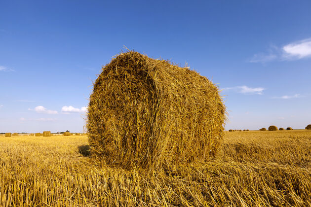 牧场收获的谷物和稻草堆在一起的农田打包田地干