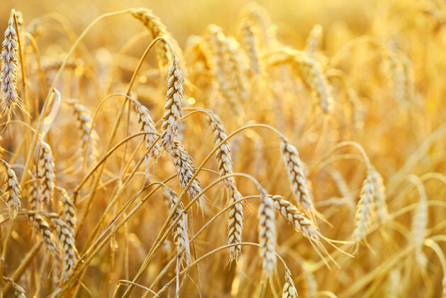 草地农田成熟的麦穗丰收的概念面包谷物农作物
