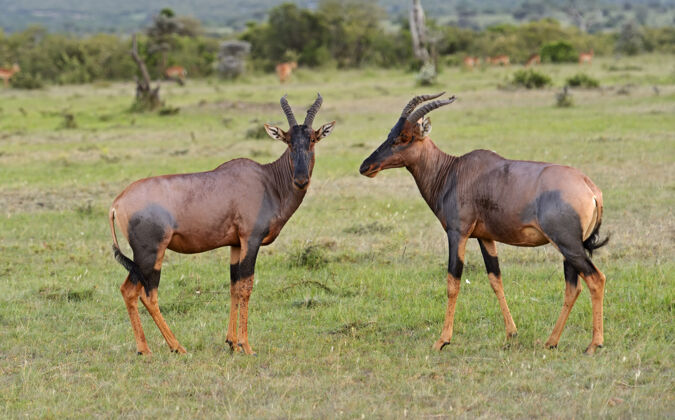 野生动物马赛马拉国家公园的羚羊肯尼亚非洲大草原野生动物自然
