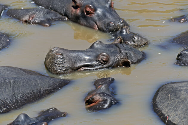 危险动物非洲河马的自然栖息地肯尼亚非洲动物荒野野生动物