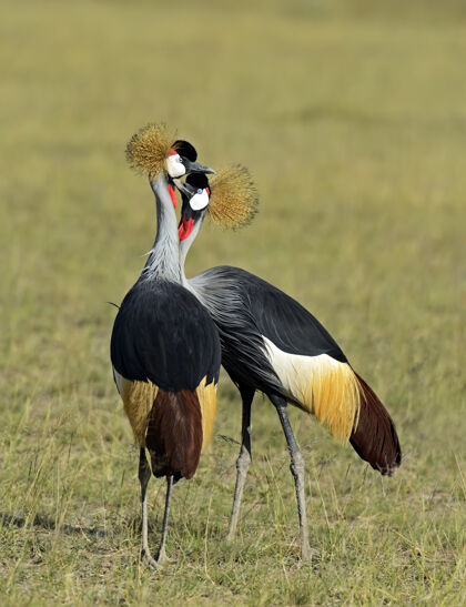荒野自然栖息地中的冠鹤肯尼亚奈瓦沙湖美丽的鸟花鸟