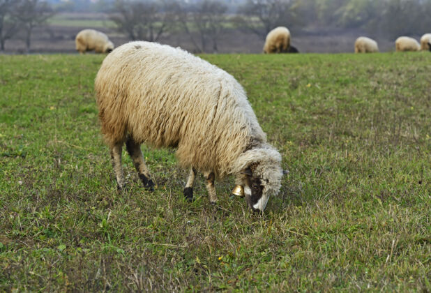 房屋山上牧场上的羊群喀尔巴阡山景观景观野生动物