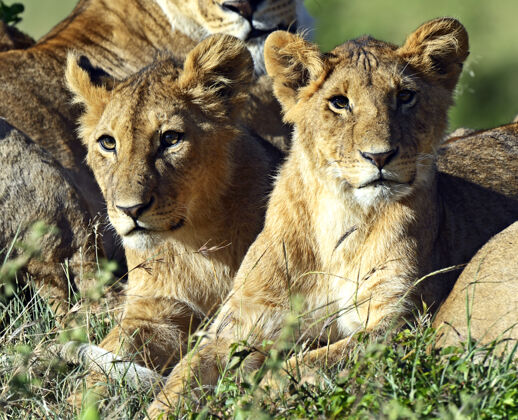 野生非洲狮子带着她的五只幼崽穿过肯尼亚的马赛马拉非洲动物群动物群野生动物
