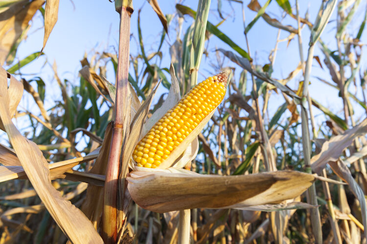 食物在蓝天的映衬下 一块可以用来采集黄玉米的农田栽培玉米生长