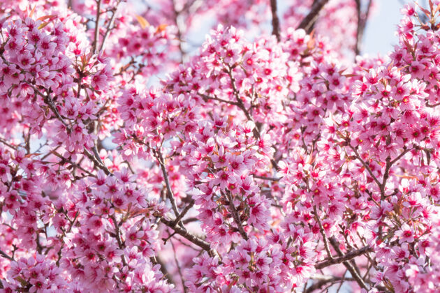 盛开樱花盛开新鲜情人节日本