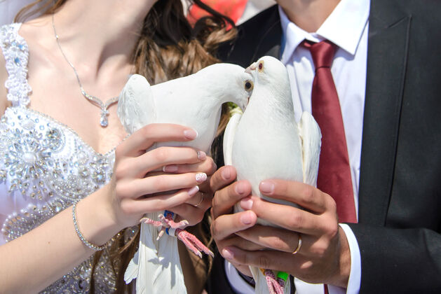 美丽可爱的白色婚礼鸽在新娘和新郎的手中关闭在一个阳光明媚的日子女孩新婚夫妇举行