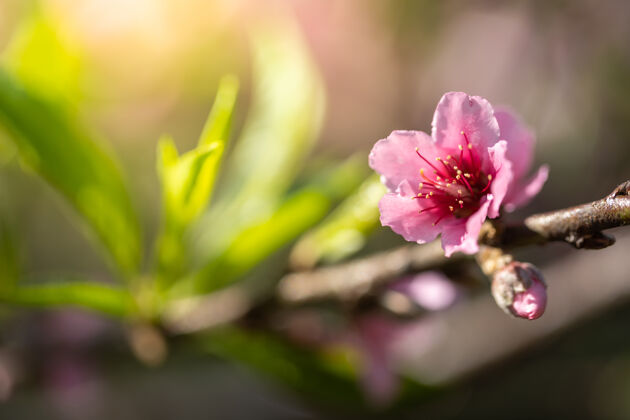 麦樱花盛开在泰国清迈 斜坡天空春天