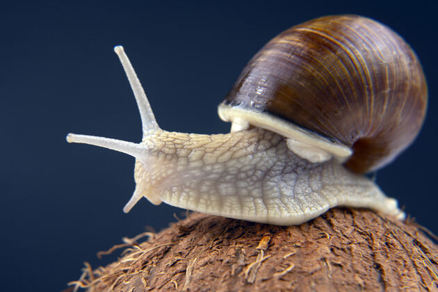 天线葡萄蜗牛在椰子上一片漆黑无脊椎动物脚软体动物