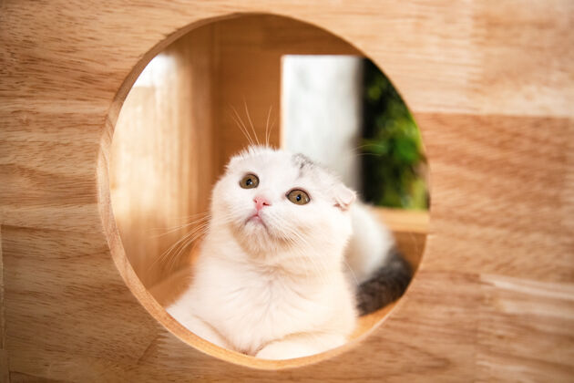 背景白色苏格兰折叠猫坐在漂亮的木制猫屋里 看着客厅里的相机可爱盒子搞笑