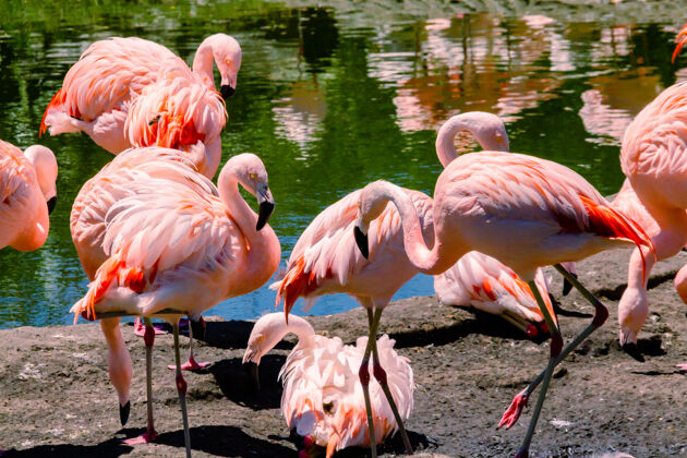 鸟类学一群智利火烈鸟 Phoenicopteruschilensis 在一个池塘里为这些鸟在一个财产或海洋动物中心脖子南美鸟类