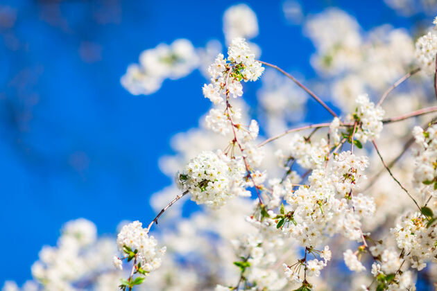 户外春暖花开 花枝盛开美丽自然树